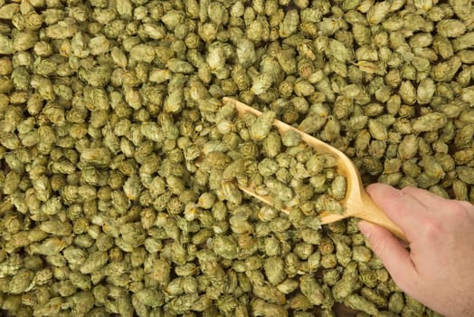 many dried hop cones for beer and brewery with wooden shovel
