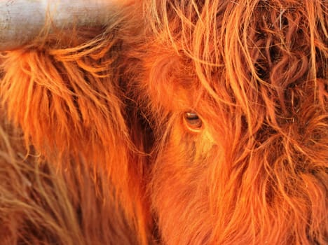 Portrait of a red-haired Scottish Highland cow in the evening light