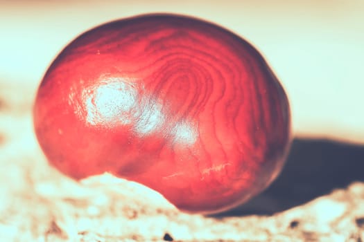 Seeds of horse chestnut - macro recording - toning