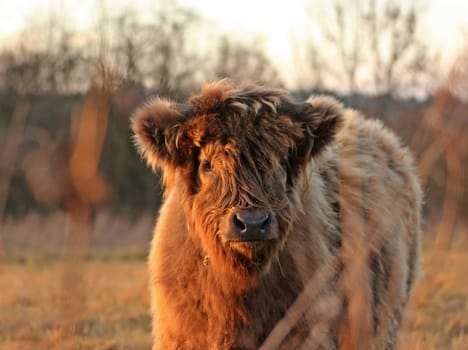 Scottish Highland calf in the evening light