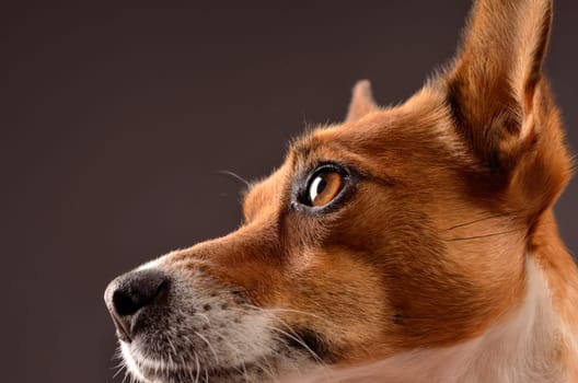 Close up of a Jack Russell Terrier
