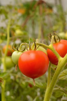 Tomato plant with fresh tomatoes in a garden