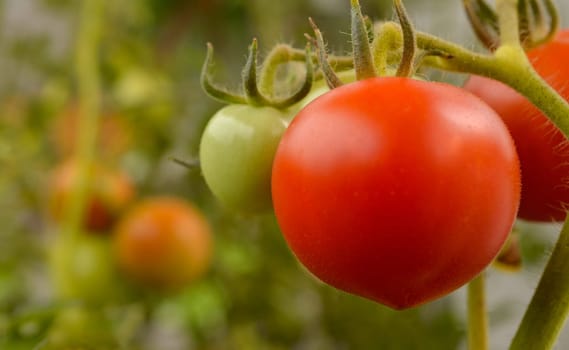Fresh organic tomatoes on a plant in a garden