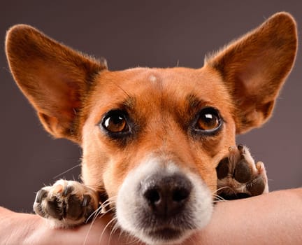 Jack Russell Terrier on an arm of a woman