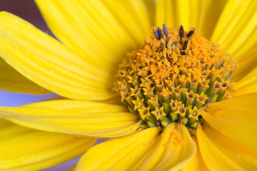 Flower center of Helianthus Tuerosus (Topinambur)