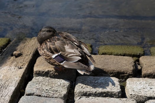 Stockenten Erpel sits on cobblestones on the shore