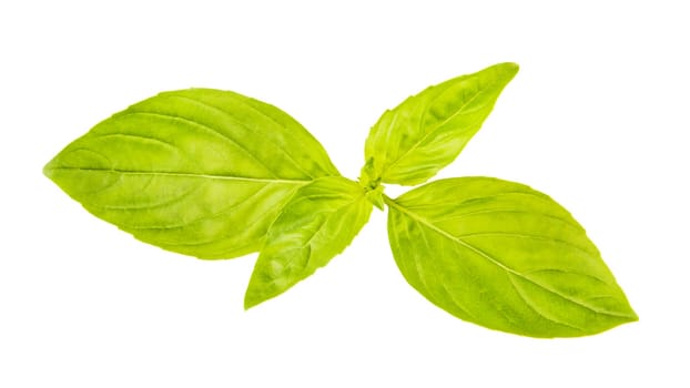 Basil