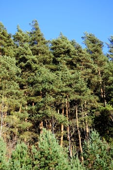 Pine forest on side of the hill