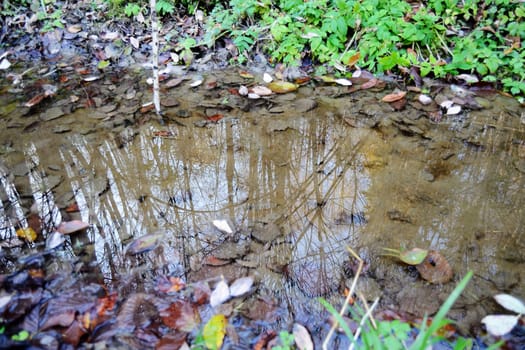 Pond in forest with plants and grass