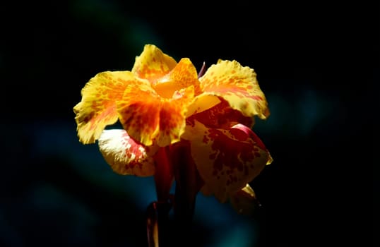 Blooming Iris in garden, California