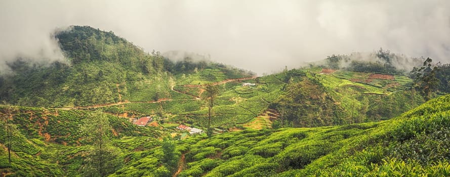 Tea plantations near Nuwara Eliya. Sri Lanka. Panorama