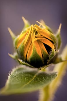 Yellow flower blooming in front of a purple background