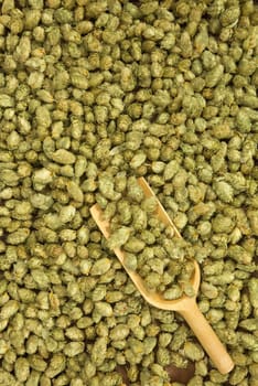 many dried hop cones for beer and brewery with wooden shovel