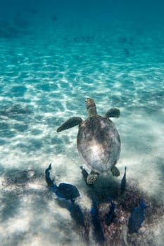 A green sea turtle in the tropical waters of Bonaire in the Caribbean