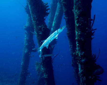 A great Barracuda swimming of the Caribbean island of Bonaire