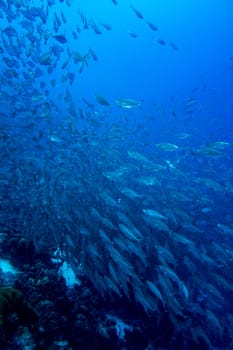 Schooling fish underwater of the island of  Bonaire in the Caribbean