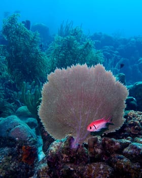 A Blackbar Soldierfish hiding under a fan coral in the tropical waters of Bonaire in the Caribbean