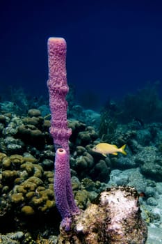 Branching vase coral and a French Grunt in the tropical waters of Bonaire in the Caribbean