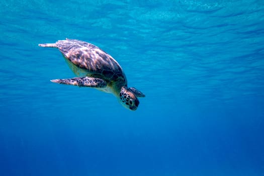 A Green sea turtle swimming in the blue waters of Bonaire in the Caribbean