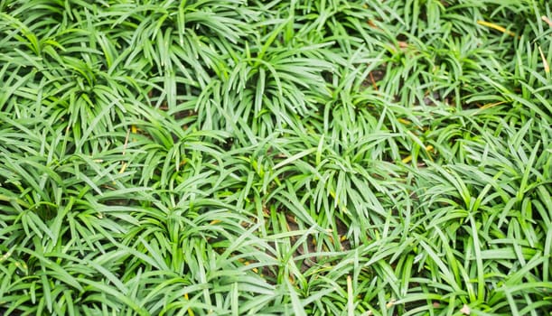 Green tropical plant in the garden, stock photo
