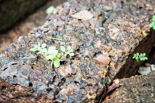 Close-up of laterite in garden, stock photo