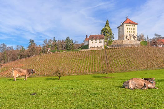Hedegg Castle with vineyards and cows
