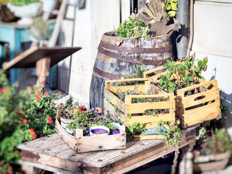 wooden boxes flowers colored. Flower in a street market