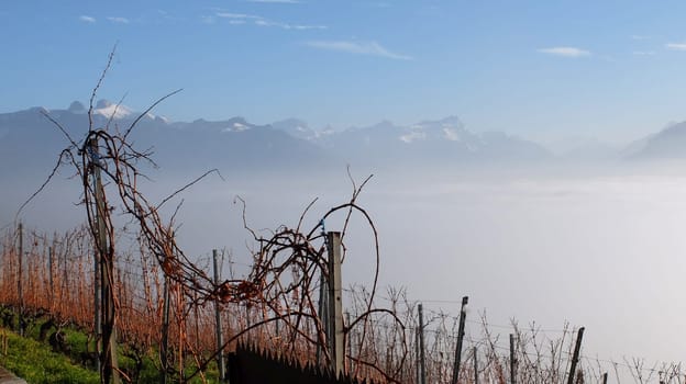 Vines in the fog