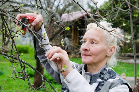 Woman cuts a branch at an Apple-tree, a spring in the garden