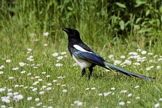 Magpies on the meadow