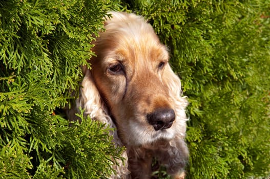 Cocker,Spaniel,Red