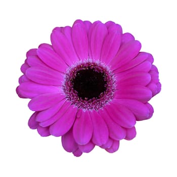 Gerbera,Africa,Summer Flower