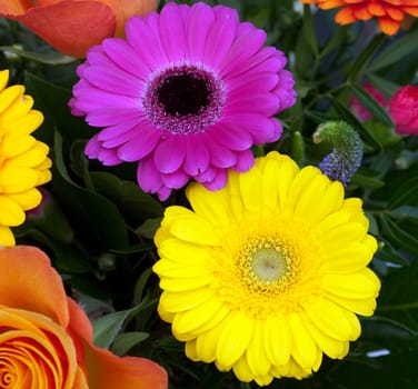 Gerbera,Africa,Summer Flower