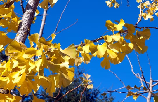 Ginkgoblaetter  Ginkgo  Biloba