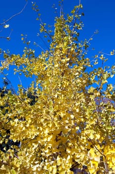 Ginkgoblaetter  Ginkgo  Biloba