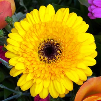 Gerbera,Africa,Summer Flower