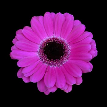 Gerbera,Africa,Summer Flower