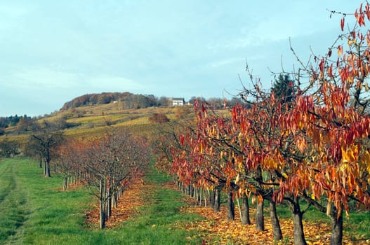 Autumn Impression,Cherry Tree,Cherry,Autumn