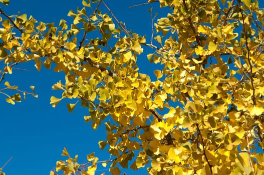 Ginkgoblaetter  Ginkgo  Biloba