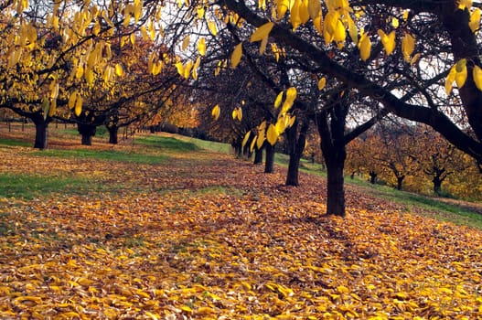 Autumn Impression,Cherry Tree,Cherry,Autumn