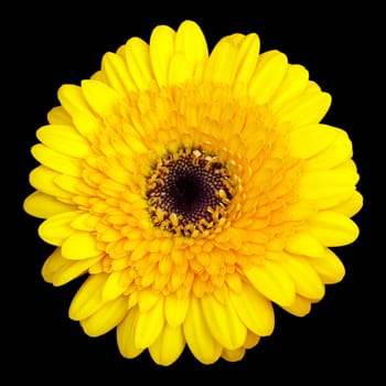 Gerbera,Africa,Summer Flower