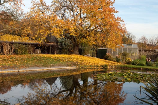 Autumn Impression,Autumn,Pond