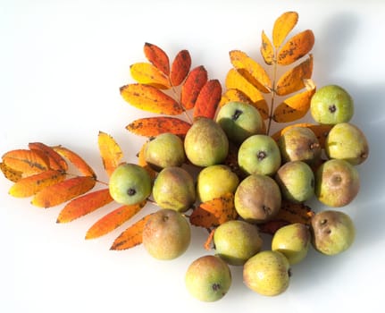 Speierling  Sorbus  Domestica
