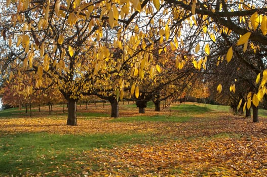 Autumn Impression,Cherry Tree,Cherry,Autumn