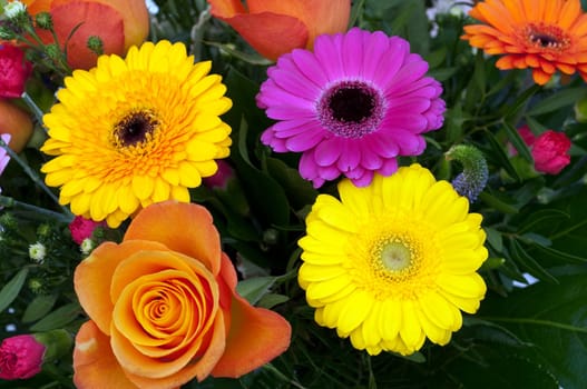 Gerbera,Africa,Summer Flower