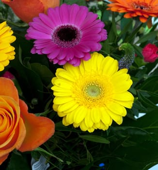 Gerbera,Africa,Summer Flower