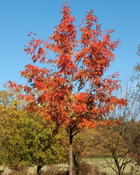Speierling  Sorbus  domestica  autumn