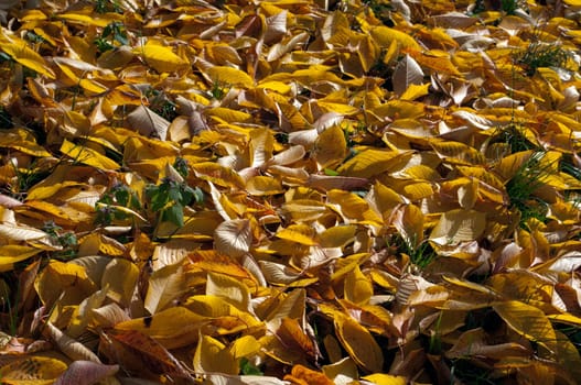 Autumn Impression,Leaves,Cherry,Autumn