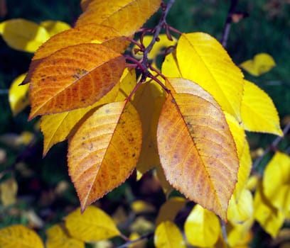 Autumn Impression,Cherry Tree,Cherry,Autumn