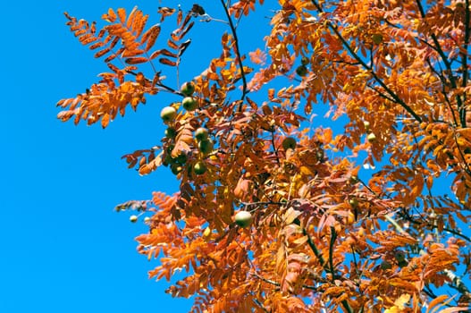 Speierling  Sorbus  domestica  autumn